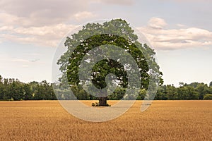 Single green oak tree standing in a field of wheat in early morning sunlight