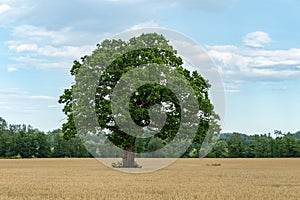 Single green oak tree standing in a yellow field of wheat