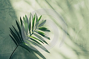 A single green palm leaf is placed on a white background