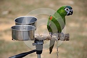 A single green parakeet perched on a branch with a pair of feeding water bowls