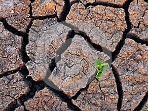 Single Green Plant and Dry Cracked Soil