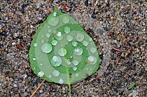 Single Green poplar leaf with water drops on it