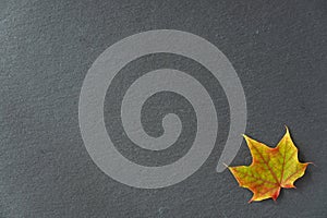 Single green, red and yellow maple leaf on a gray slate tile, as a fall nature background