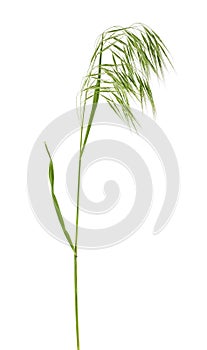 Single green spikelet on white background