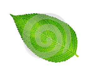 Single green spring leaf , macro, isolated on white