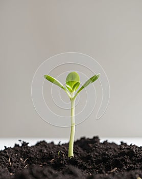 A Single Green Sprout Emerges From Dark Soil.