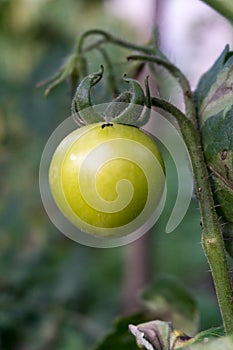 Single Green Tomatoe on to tomatoe bush.