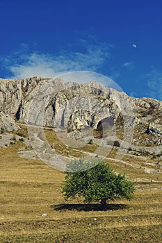 Single green tree at the base of the mountain in spring time on sunny day