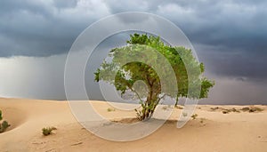 Single Green tree in the desert. Generated with AI