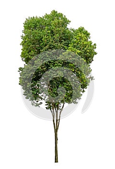 Single green tree isolated,  an evergreen leaves plant die cut on white background with clipping path