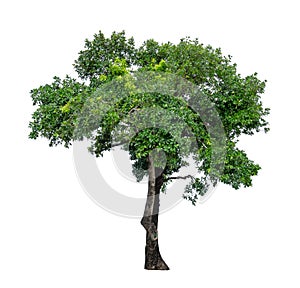 Single green tree isolated,  an evergreen leaves plant die cut on white background with clipping path