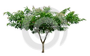 Single green tree isolated,  an evergreen leaves plant die cut on white background with clipping path