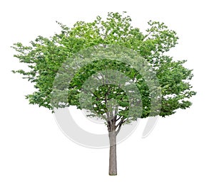 Single green tree isolated,  an evergreen leaves plant die cut on white background with clipping path