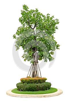 Single green tree isolated,  an evergreen leaves plant with shrub and bush die cut on white background with clipping path