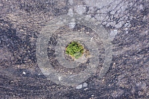 Single Green Tree on a post Forest fire scorched land, Aerial view.