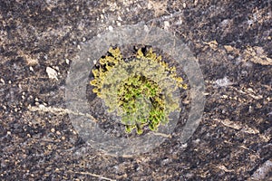 Single Green Tree on a post Forest fire scorched land, Aerial view.