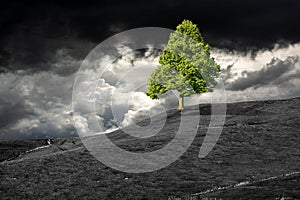 Single Green Tree on Top of a Black and White Landscape