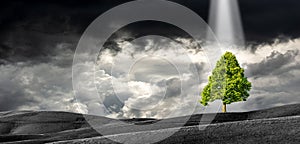 Single Green Tree on Top of a Black and White Landscape