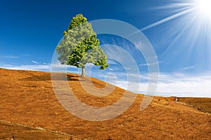 Single Green Tree on Top of a Hill with Brown Meadows