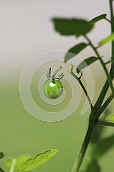 Single, green, unripe âspoon tomatoâ Solanum pimpinellifolium, still on the vine photo
