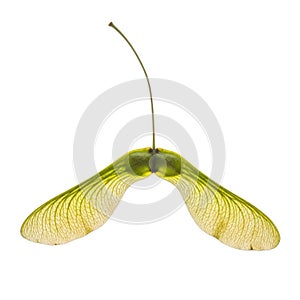 A single green winged maple tree samara seed pod isolated on white background