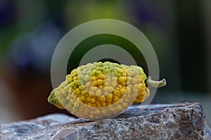 A single, green and yellow etrog or citron fruit, one of the four plant species used in the observance of Sukkot.