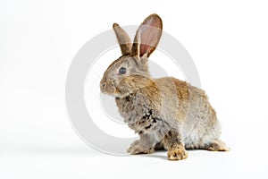 Single grey bunny rabbit type Flemish Giant, on white background