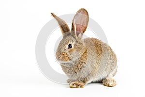 Single grey bunny rabbit type Flemish Giant, on white background