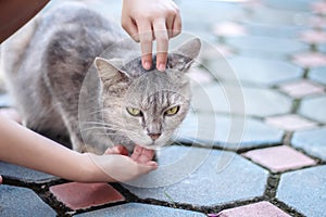 Single grey cat with stroking massage under chin and head by asian child girl hand on background