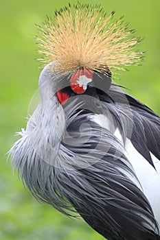 Single Grey Crowned Crane bird in zoological garden