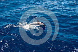 Single grey dolphin jumping on waves in deep blue waters of atlantic ocean off the coast of Gran Canaria island in spain