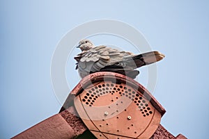 A single grey mourning dove on a roof