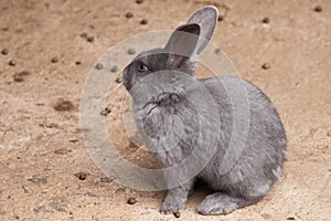 A single grey rabbit