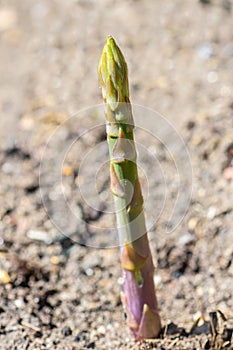 Single growing asparagus tip