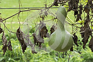 Single Growing Lagenaria Siceraria Bottle Gourd