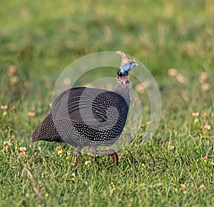 Single guinea fowl or hen running through the grass in Kenya