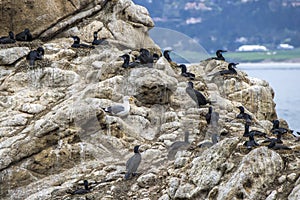 Single Gull among Brandt`s Cormorant Black Seabirds off California Coast