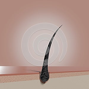 Single hair follicle - 3D illustration