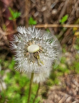 Single half dandelion on a green grass background. Close up macro stock photo, nature details