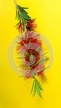 Single hanging flower stem of the red Bottlebrush