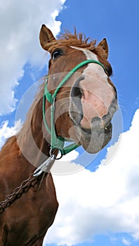 Single happy horse