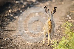 Single hare in summer nature.