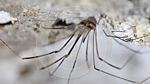 Single Harvestmen Daddy Long-legs Arachnid Spider on Cave Ceiling