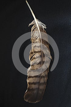 A Single Hawk Feather