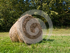 Single hay roll bale in field against forest during sunny summer day, cattle fodder over winter time