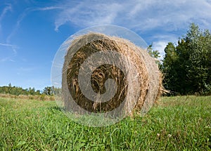 Single hay roll bale in field against forest during sunny summer day, cattle fodder over winter time