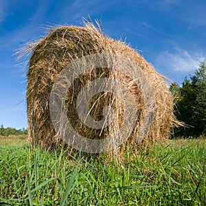 Single hay roll bale in field against forest during sunny summer day, cattle fodder over winter time