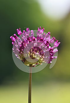 Single head of Allium hollandicum, also called purple sensation