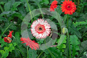 Single head red white pink Gerbera Daisy flower cross hybrida long stem cartwheel, jaguar, majorette, bengal botanic garden Nha