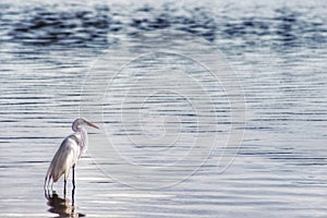 A single heron on the waters of Lake Paranoa